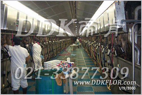 帝肯(DDK)_8100（Besen|貝森）養(yǎng)牛場擠奶通道用塑料地板,擠奶廳防滑墊,奶牛場用防滑墊